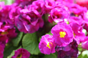 Slideshow 1